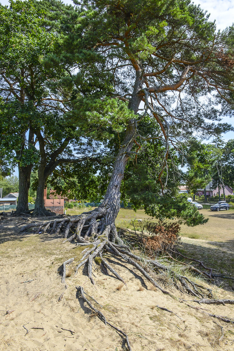 Kieferbaum mit Wurzeln im Dorf Kluki (Klucken) westlich von der Jezioro Łebsko (Lebasee) in Hinterpommern. Aufnahme: 18. August 2020.