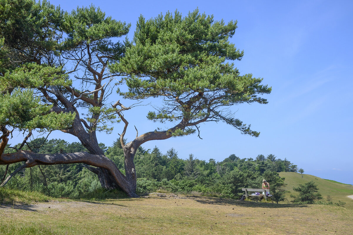 Kiefernholz im Naturschutzgebiet Heatherhill in Nordseeland. Aufnahme: 22. Juni 2023.