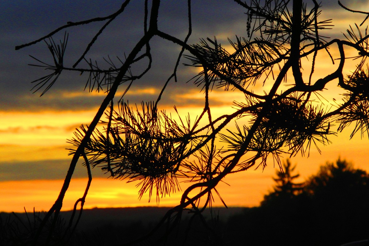 Kiefernzweige im Abendrot, aufgenommen am 23.10.2014 am Waldrand Richtung Leuzendorf