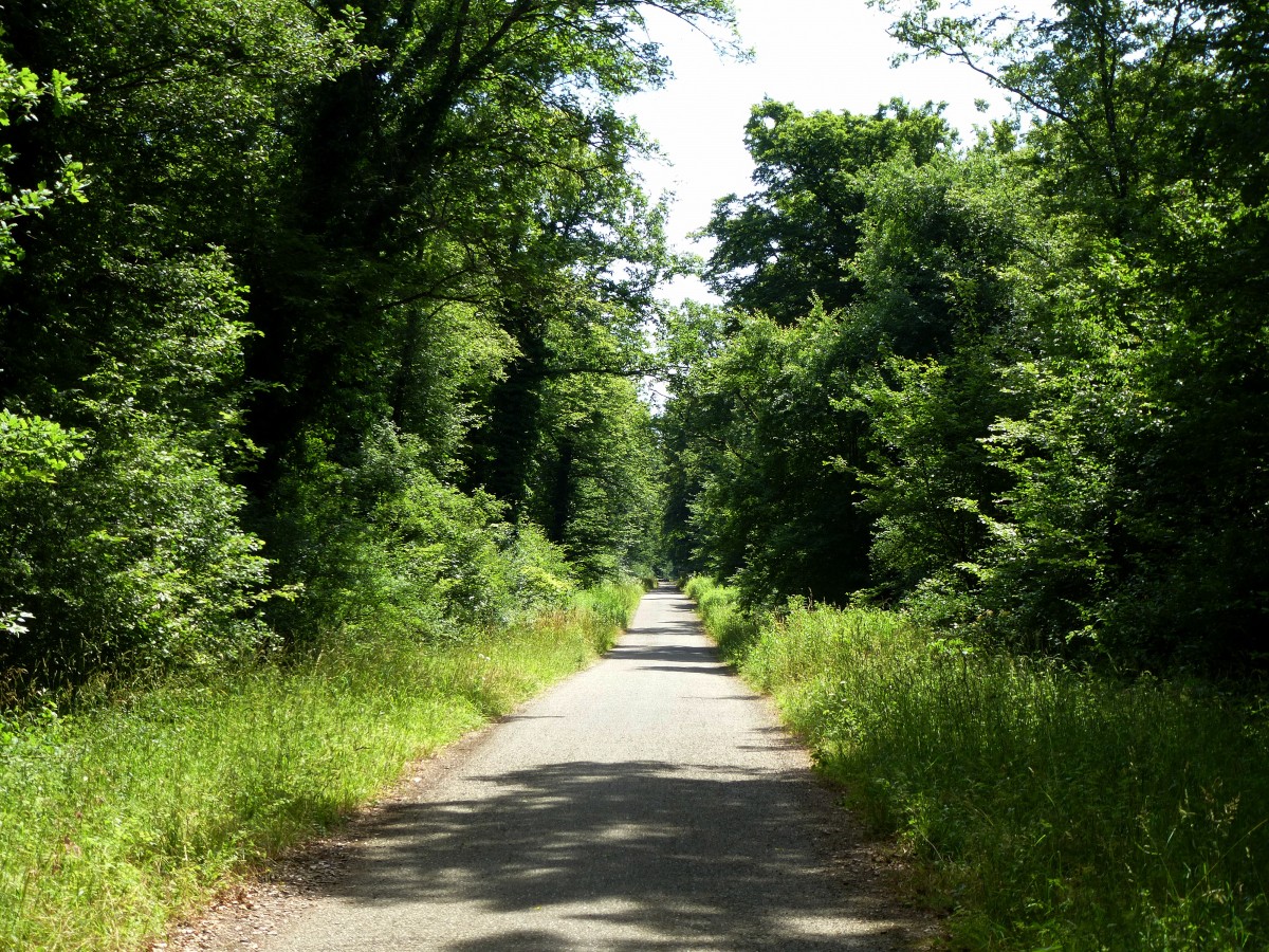 kilometerlange, schnurgerade Wege durchziehen die Auenwlder bei Baldersheim im sdlichen Elsa, Juni 2015