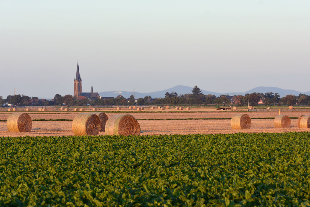 Kirche von Odendorf, abgeerntete Felder und das Siebengebirge als Hintergrund im Abendlicht - 16.08.2016