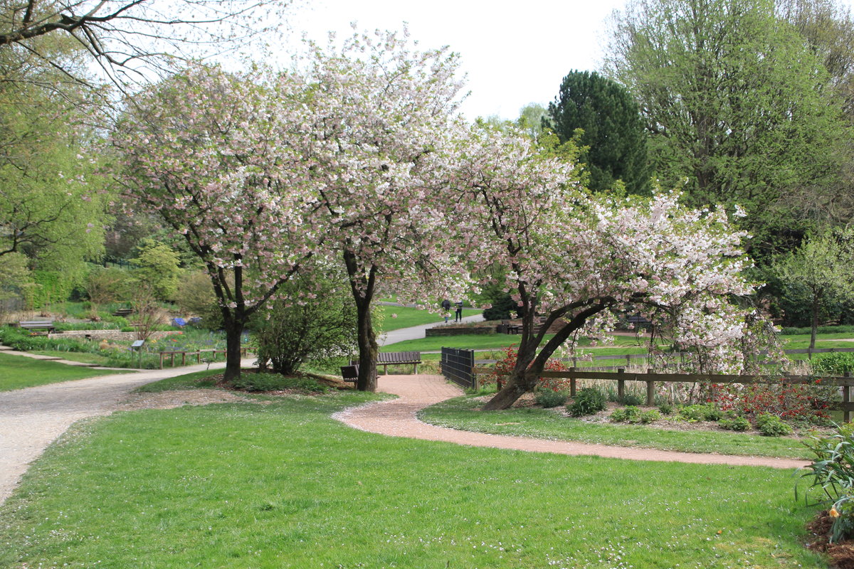 Kirschblüte im Botanischem Garten vom 13.04.2020