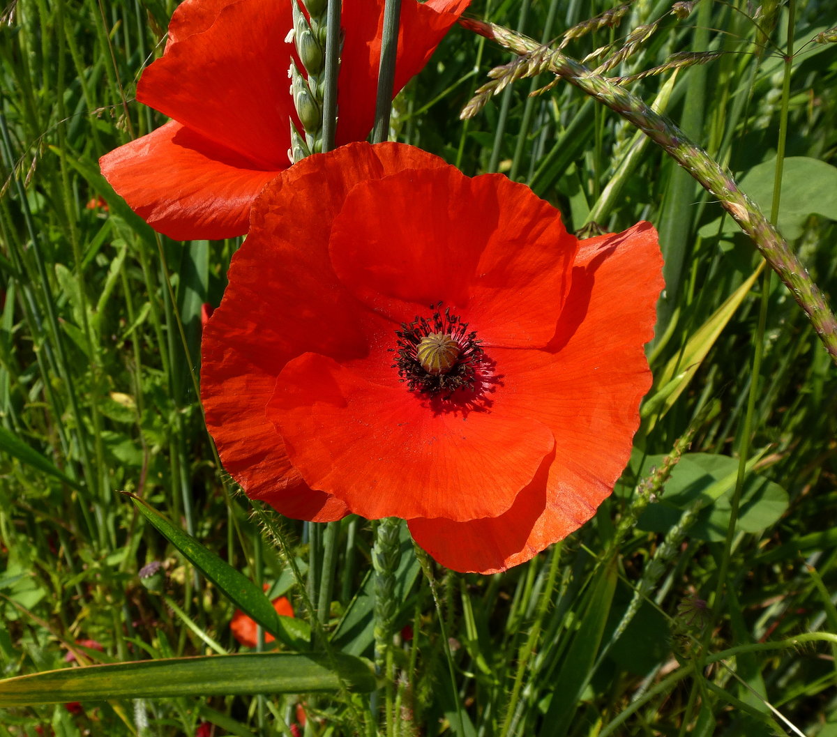 Klatschmohn, mit weit geffneter Blte, Juni 2016