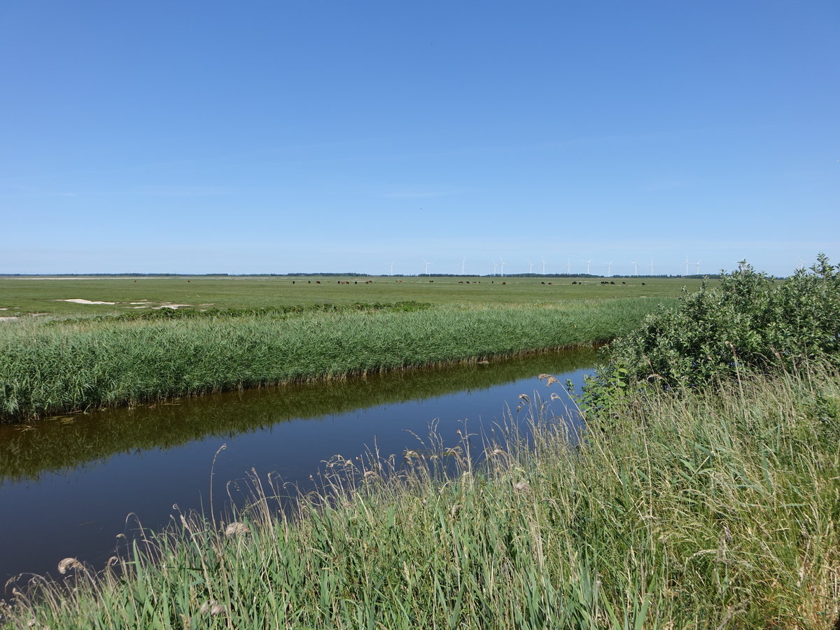 Kleiner Kanal am Limfjord, Jütland (08.06.2018)