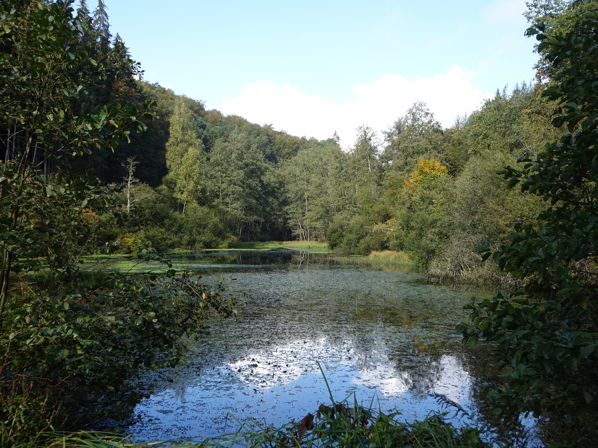 Kleiner See bei Eppenbrunn, Kreis Südwestpfalz (10.10.2020)