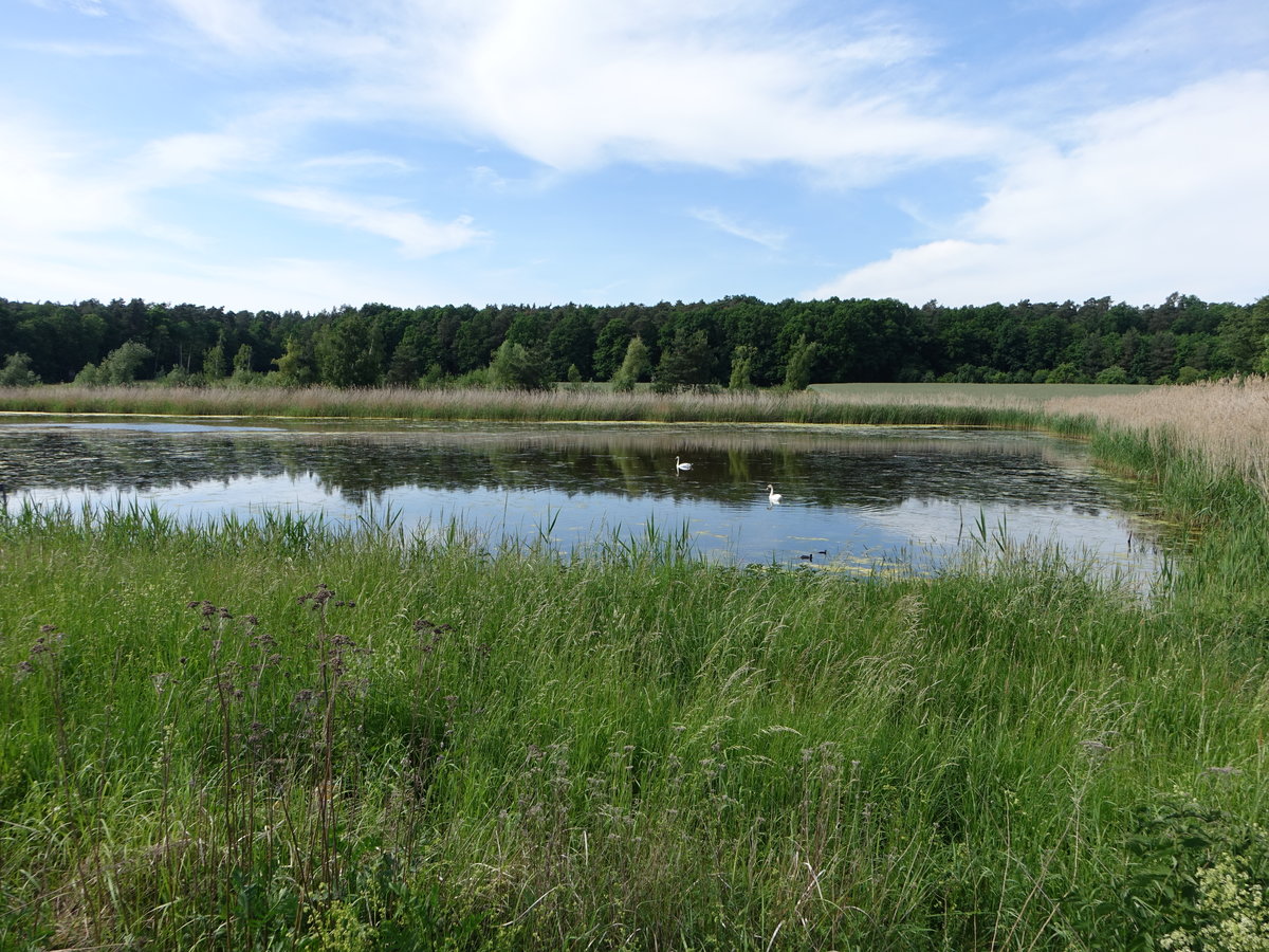 Kleiner See bei Obervolkach im Lkr. Kitzingen in Unterfranken (28.05.2017)