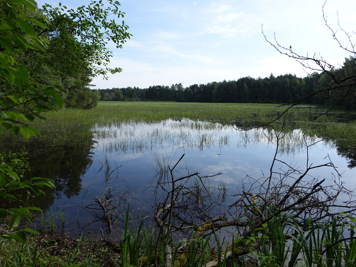 Kleiner See bei Walderbach, Lkr. Cham (05.06.2017)