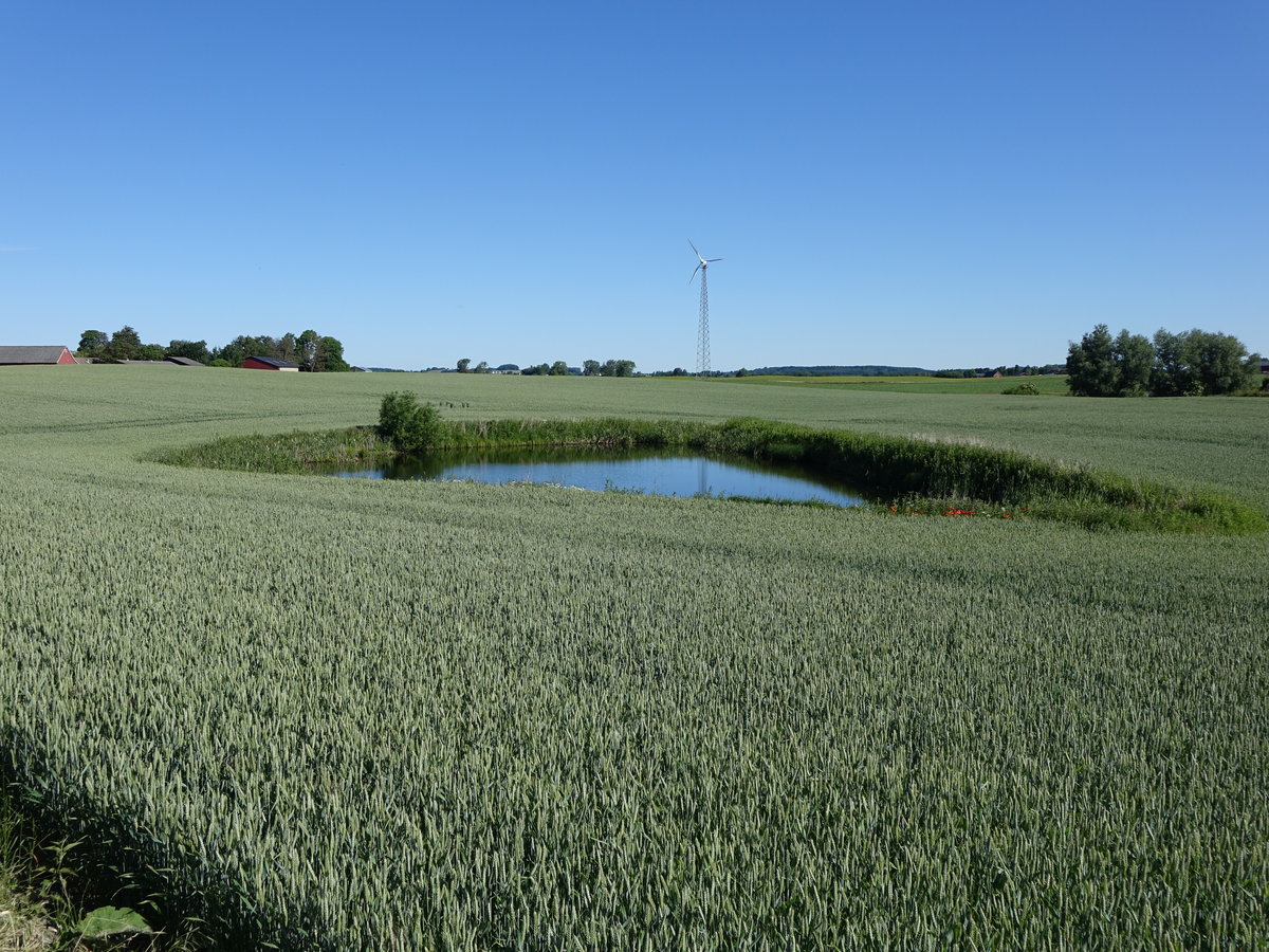 Kleiner Teich bei Anderslöv, Skane Län (11.06.2016)