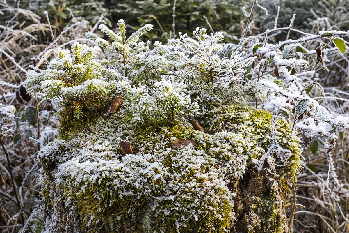 Kleiner Wald auf einem Baumstamm.
Waldkraiburg, 01.02.2014