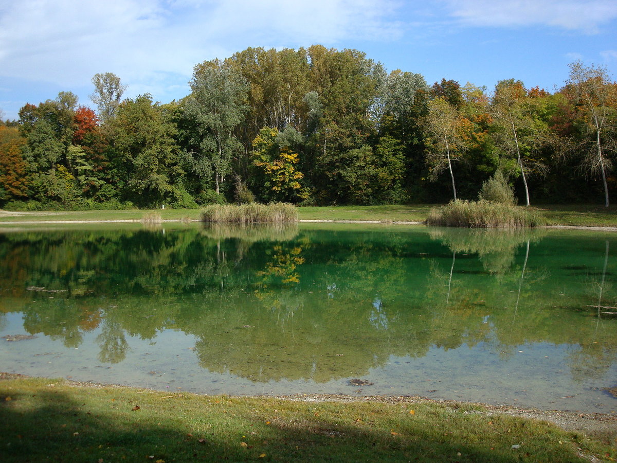 kleiner Waldsee in den Auenwldern bei Sasbach am Kaiserstuhl, Okt.2008