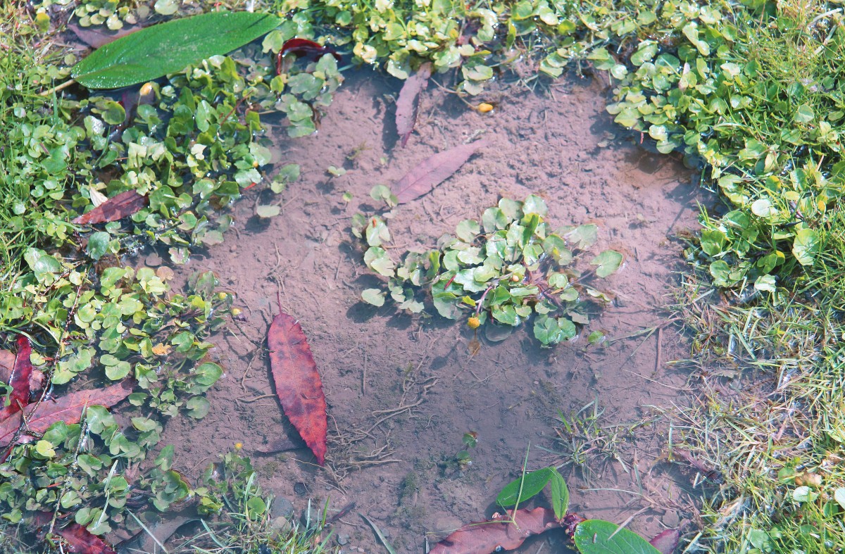  Kleiner Wasserbereich im Grünen  (Motiv auf der Insel Siebenbergen in Kassel, 5.4.2015).