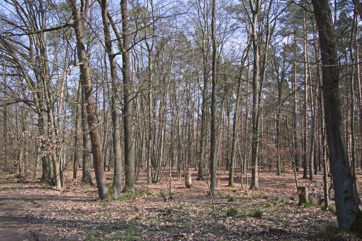 Kleingartenanlage im Jagen 84 mit Blick in Richtung Teufelsberg am 21. April 2023.