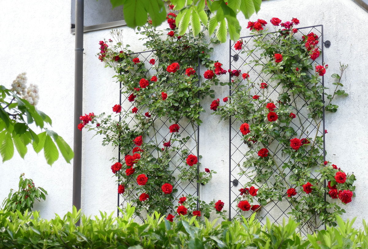 Kletterrosen in voller Blüte, 14.Mai 2019