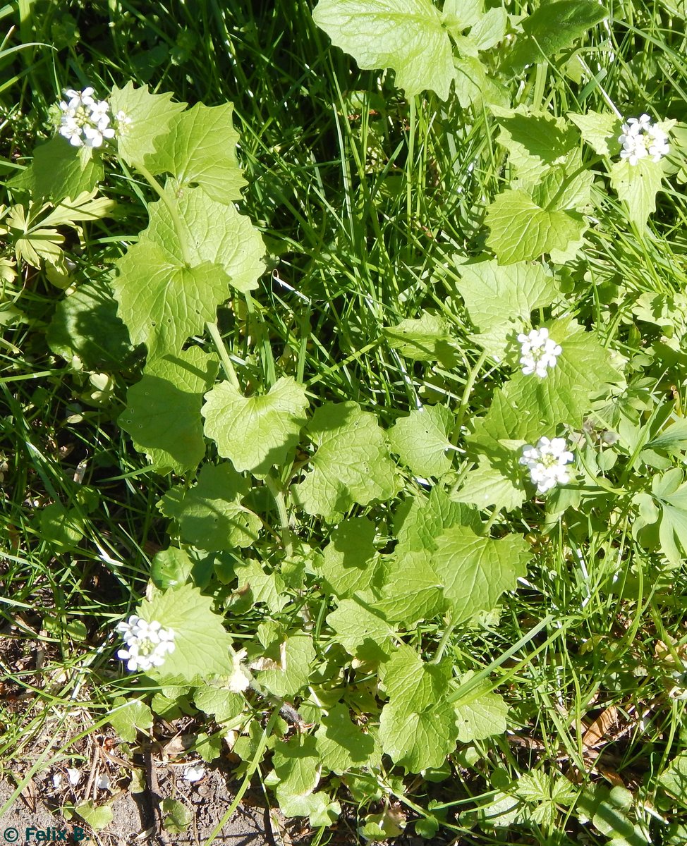 Knoblauchsrauke in Sassnitz am 12.05.2016