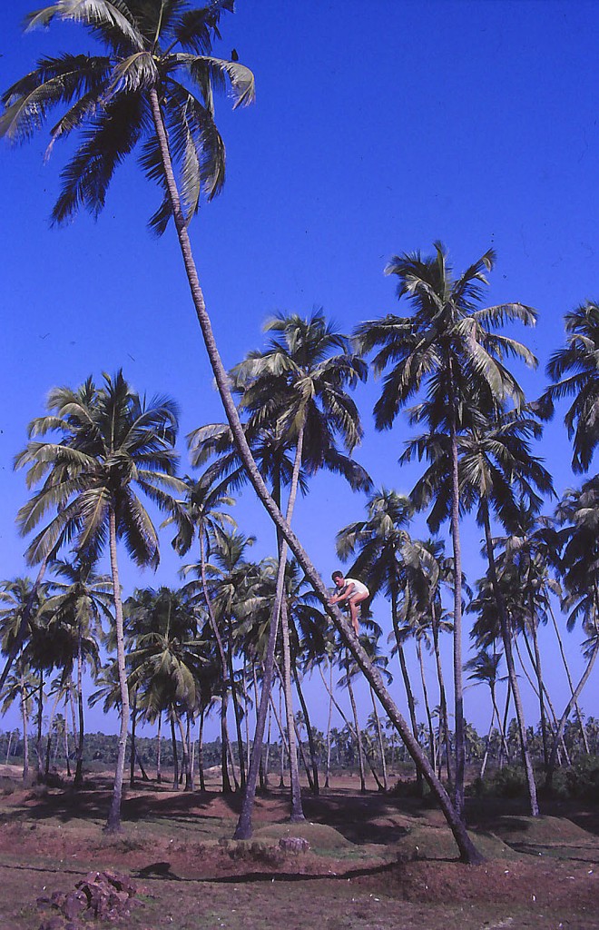 Kokospalmen am Candolim Beach in Goa. Aufnahme: November 1988 (Bild vom Dia).