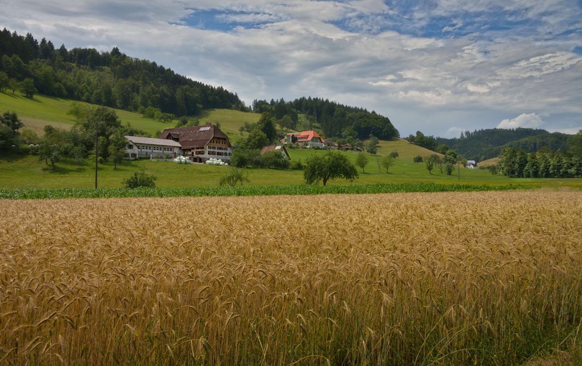 Kollnau im unteren Elztal im südlichen Teil des mittleren Schwarzwaldes.06.07.2014