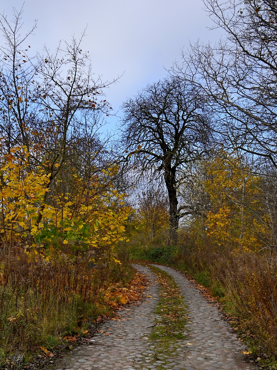 Kopfsteinpflaster in Anklam. (November 2020)