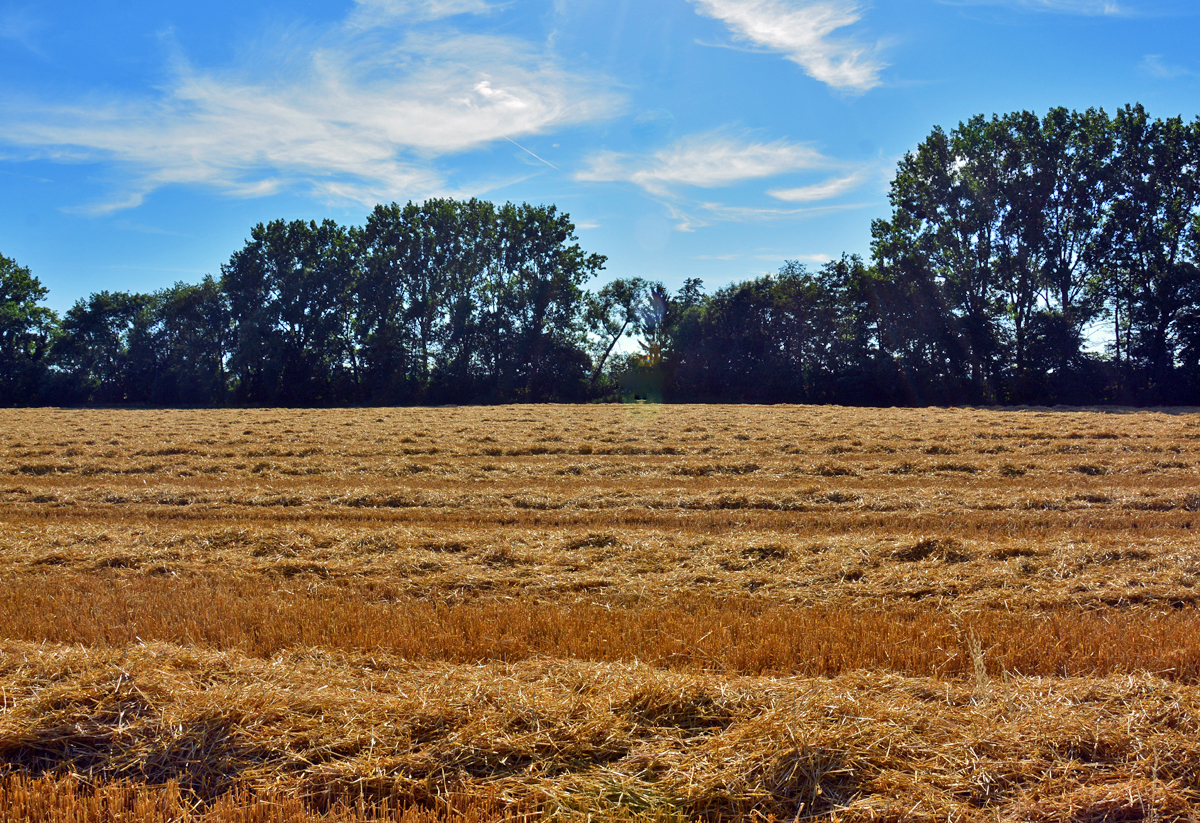 Kornfeld abgeerntet, Baumreihe und Sommerhimmel in der Voreifel bei Euskirchen - 10.07.2015