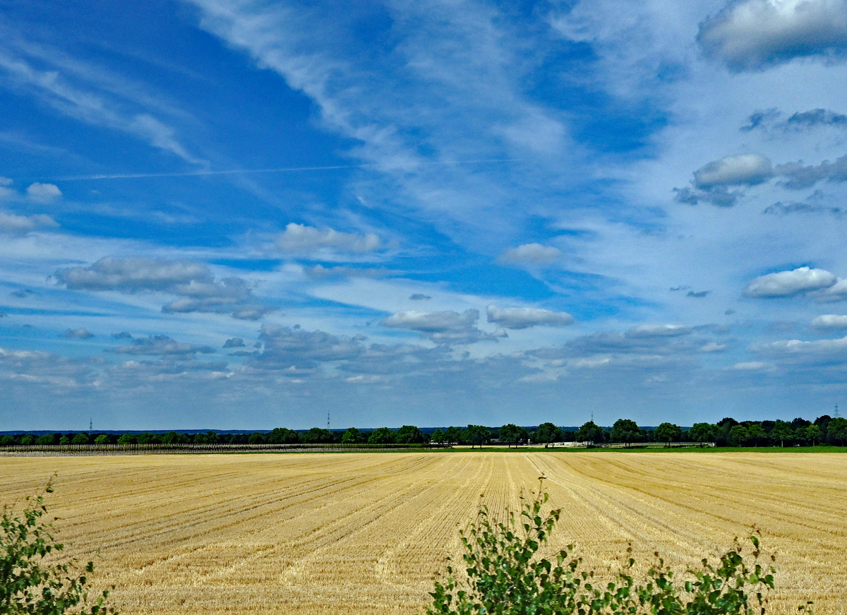 Kornfeld abgeerntet und blauer Himmel bei Meckenheim - 06.07.2022