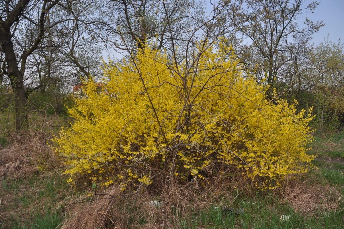 KOSTRZYN nad Odrą, 26.04.2013, in der Nähe vom Bahnhof