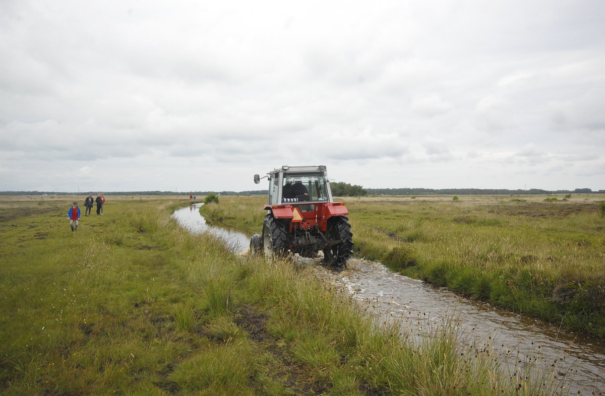 Kringelrøn auf der Insel Læsø. Aufnahmedatum: 5. Juli 2012.