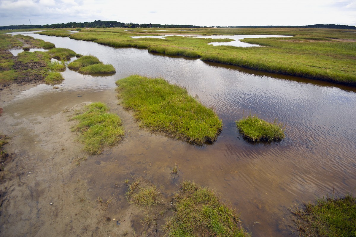 Kringelrøn auf der Insel Læsø. Aufnahmedatum: 5. Juli 2012.