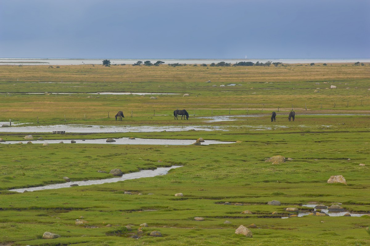 Kringelrøn auf der Insel Læsø. Aufnahmedatum: 5. Juli 2012.