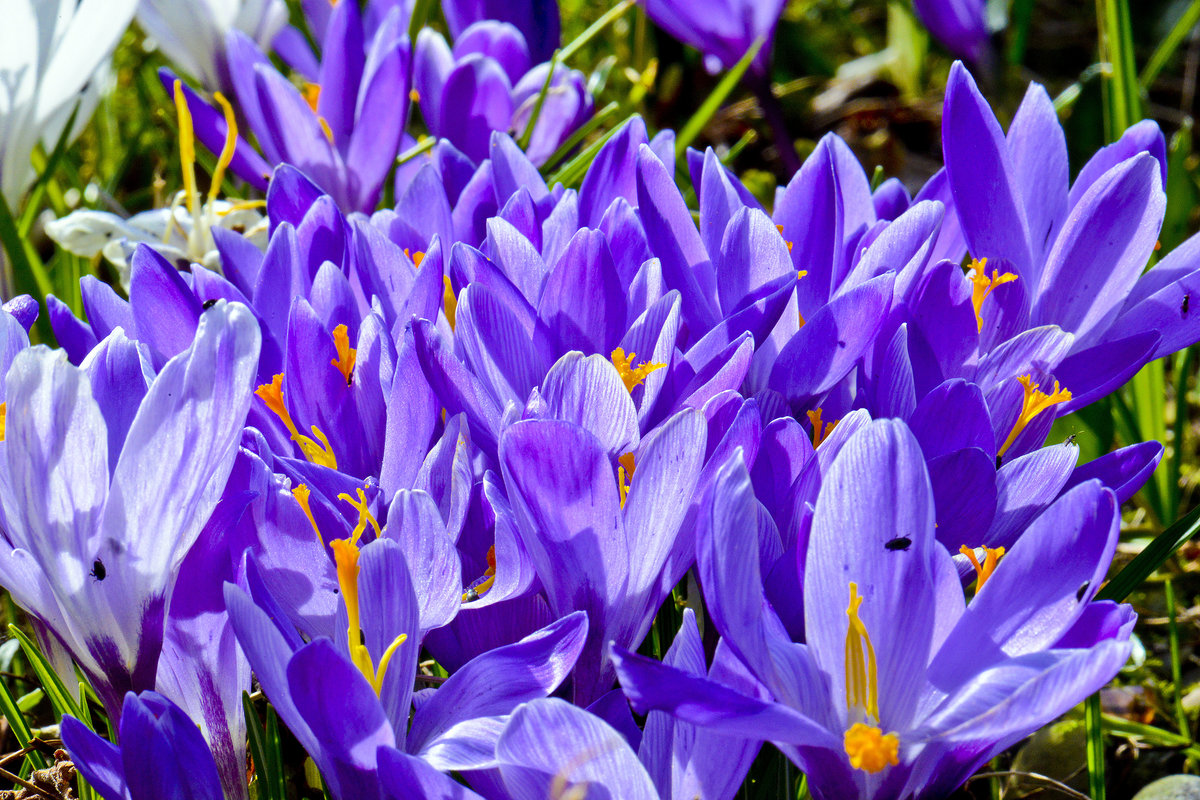 Krokusblüte am Ochsenweg in Flensburg-Weiche. Aufnahme: 7. April 2018.