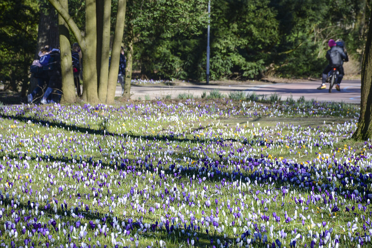 Krokusblüte im Rendsburger Stadtpark. Aufnahme: 7. März 2022.