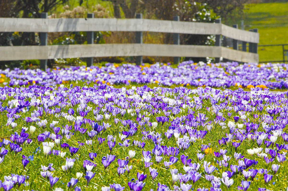 Krokusblüte in Steinfeld in Angeln (Schleswig-Holstein). Aufnahme: 26. März 2016.