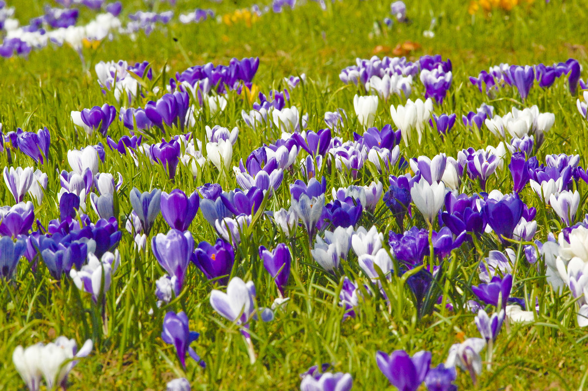 Krokusblüte in Steinfeld in Angeln (Schleswig-Holstein). Aufnahme: 26. März 2016.