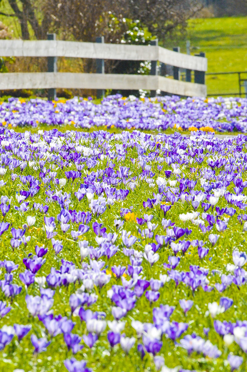 Krokusblüte in Steinfeld in Angeln (Schleswig-Holstein). Aufnahme: 26. März 2016.