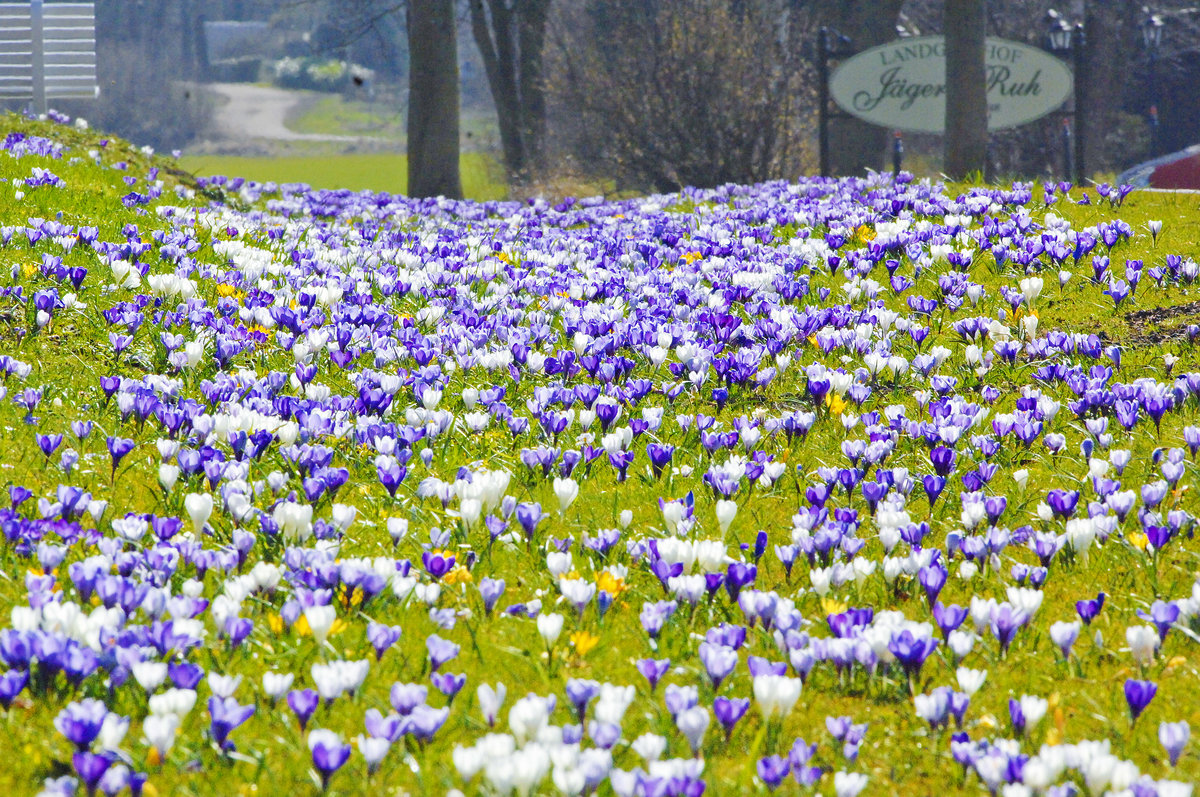 Krokusblüte in Steinfeld in Angeln (Schleswig-Holstein). Aufnahme: 26. März 2016.