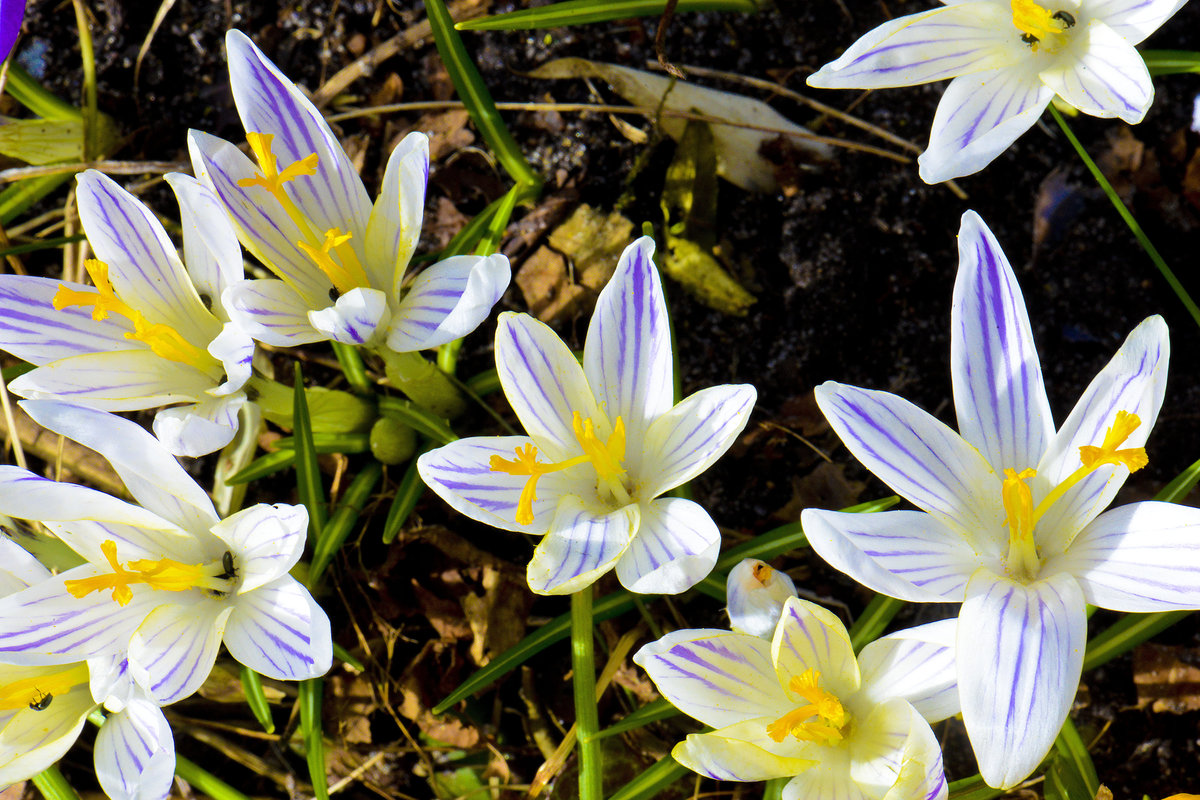 Krokusse am Ochsenweg in Flensburg-Weiche. Aufnahme: 7. April 2018.