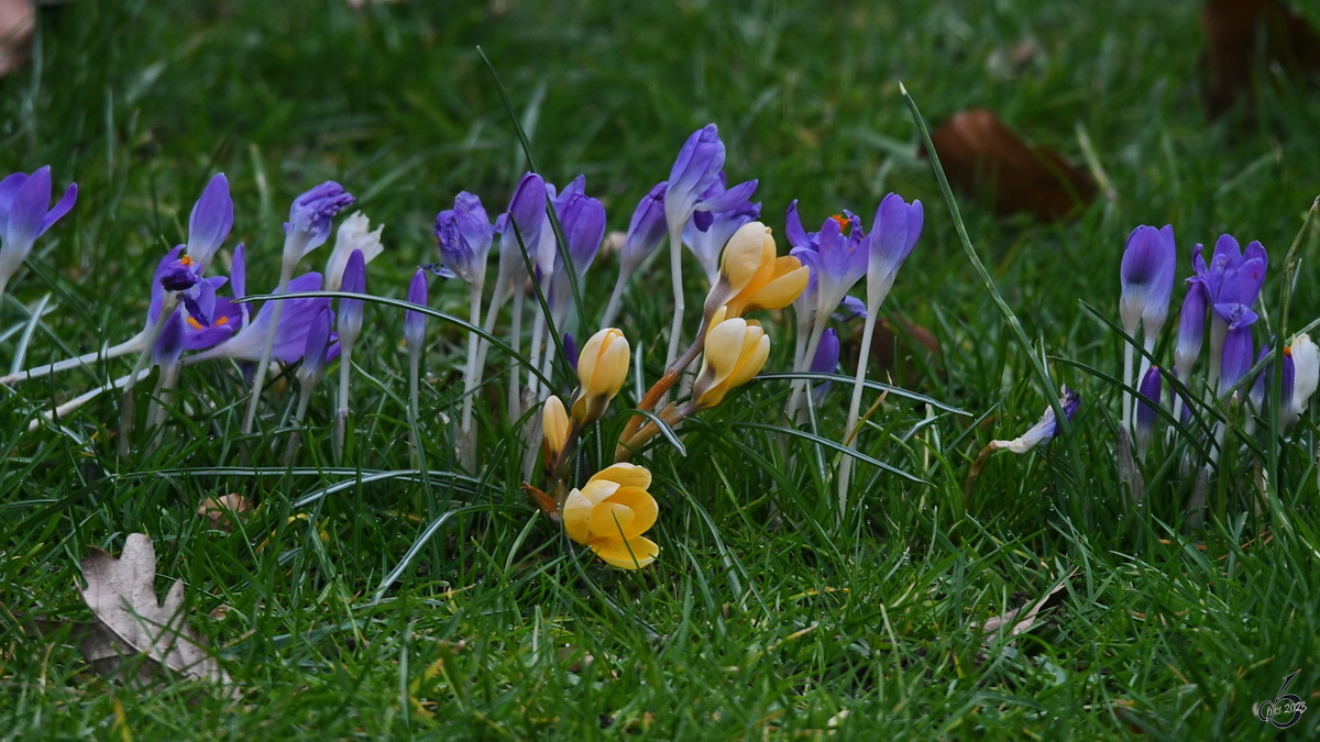 Krokusse in unserem Garten leiten den Frühling ein. (Hattingen, März 2023)