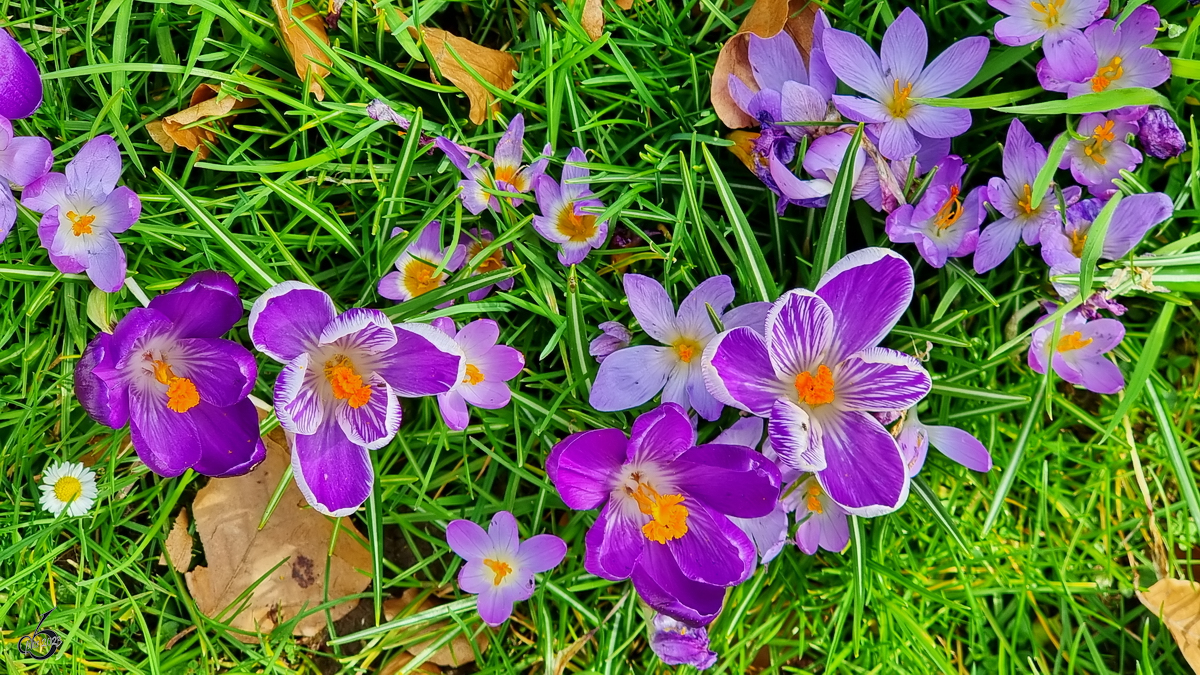 Krokusse in unserem Garten leiten den Frühling ein. (Hattingen, März 2023)