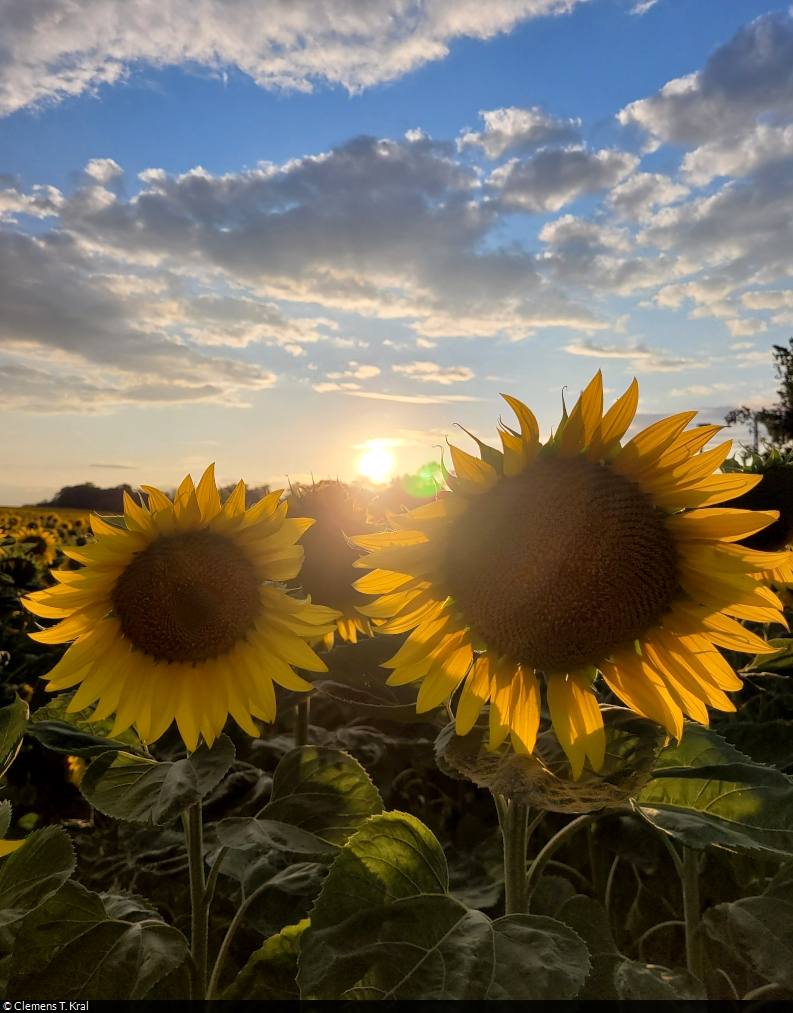 Kurz vor ihrem Untergang kommt Klärchen noch einmal raus und scheint den Sonnenblumen in Zscherben bei Halle (Saale) in den Nacken.

🕓 26.7.2023 | 20:26 Uhr