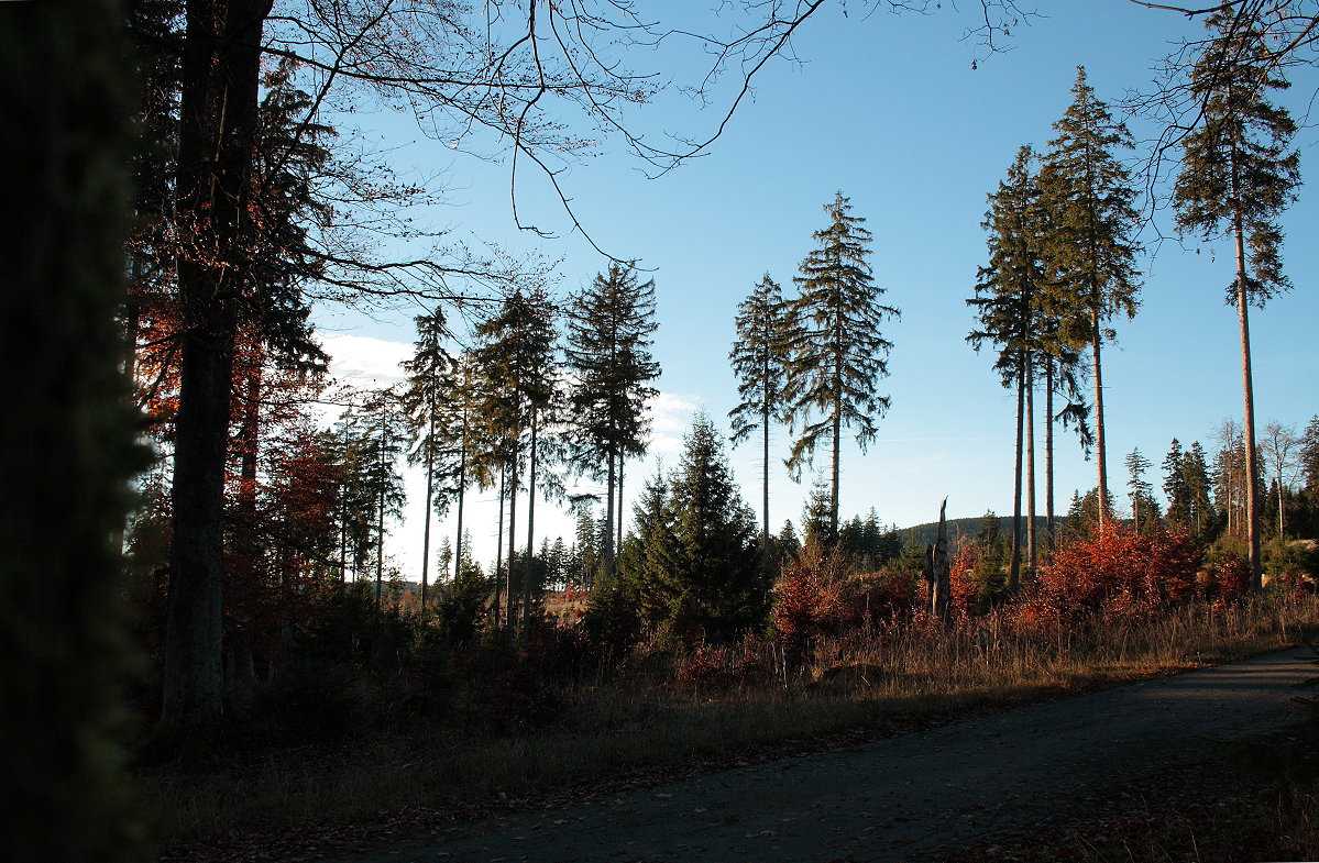  Land der offenen Fernen : Vom ehemaligen monotonen Fichtenforst, der hier vor der Nationalparkgründung noch stand, sind nur noch einzelne knorrige Fichten oder kleine Gruppen derselben übrig geblieben. Viele junge Bäumchen sprießen aus dem Boden. Auch zahlreiche Laubbäume stehen entlang der Waldstraße; Aufnahme vom späten Nachmittag des 15.11.2018...