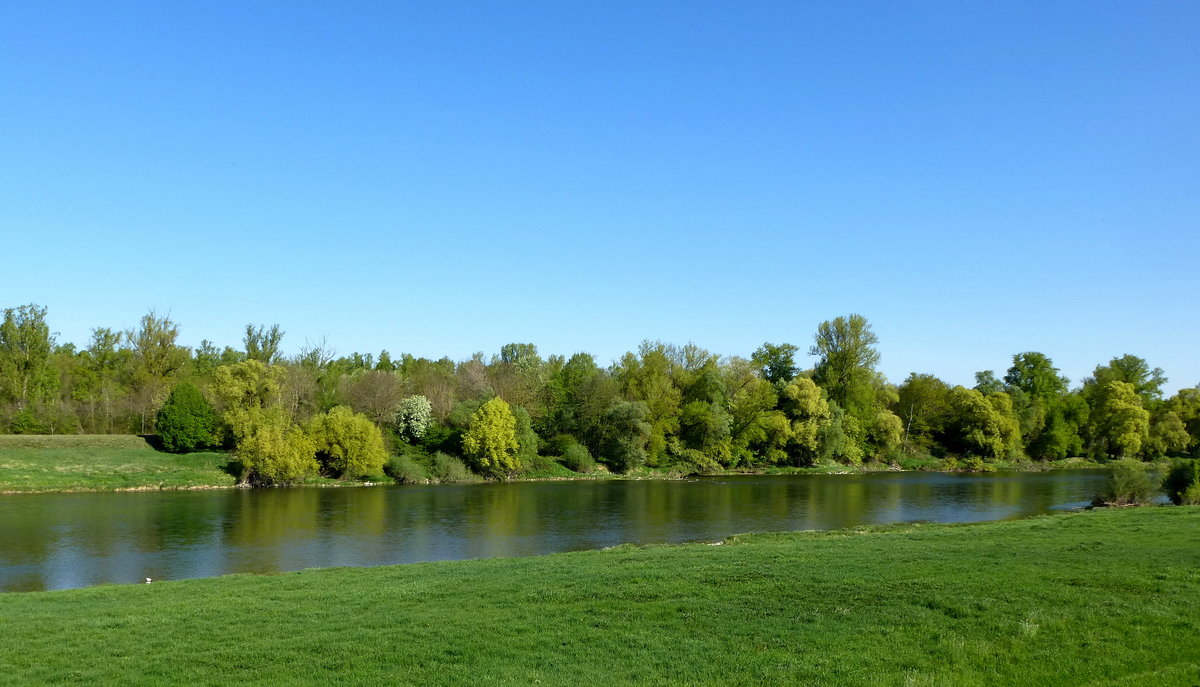 Landschaft am Altrhein, sdlich von Breisach, April 2017