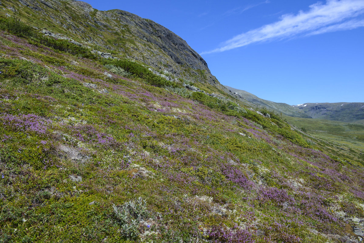 Landschaft am Wanderwerg zum Berg Røyrgrindin Norwegen. Aufnahme: 16. Juli 2018.