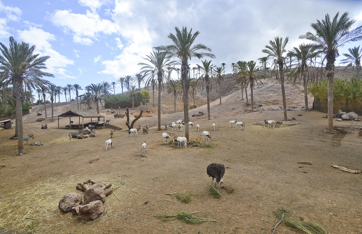 Landschaft bei Oasis Park bei La Lajita auf der Insel Fuerteventura in Spanien. Aufnahme: 19. Oktober 2017.