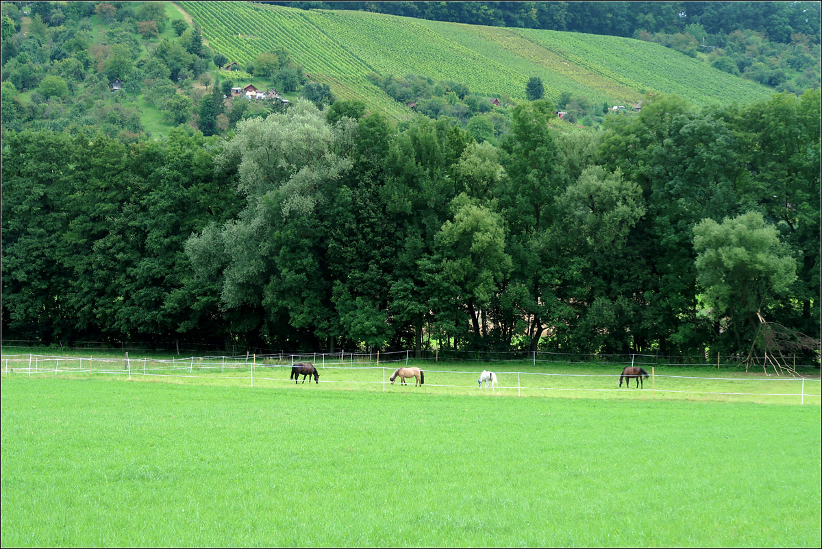 Landschaft bei Schornbach -

... in einem Seitental des Remstales.

05.08.2021 (M)