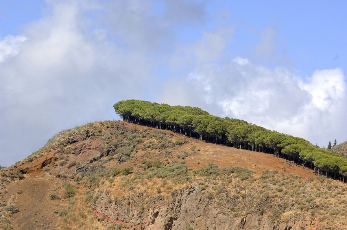 Landschaft in der Nähe von Llanos de la Pez - Gran Canaria. Aufnahme: Oktober 2009.