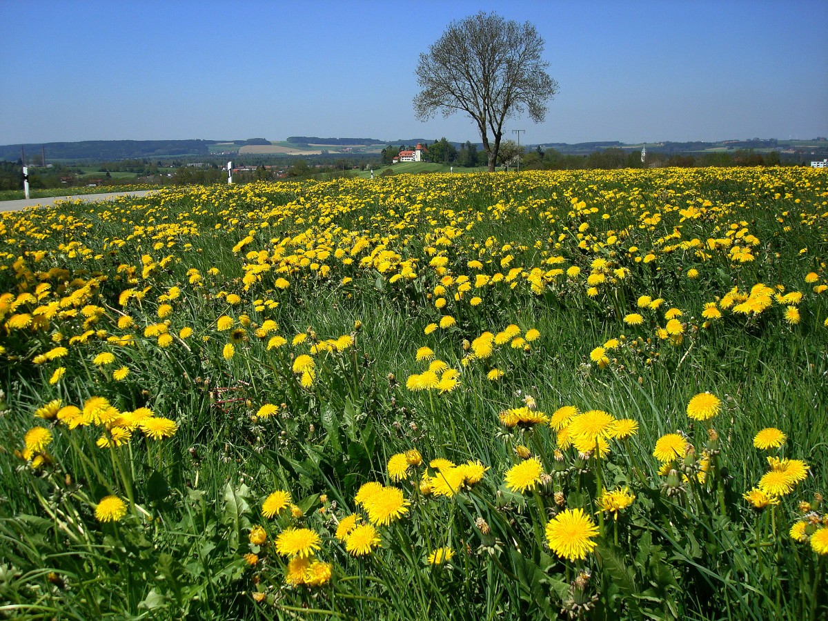 Landschaft in Oberschwaben, mit Blick zur Wallfahrtskirche auf dem Gottesberg bei Bad Wurzach, Mai 2008