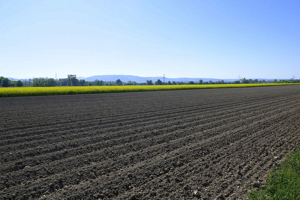 Landschaft in der Rheinebene im Ortenaukreis, April 2020