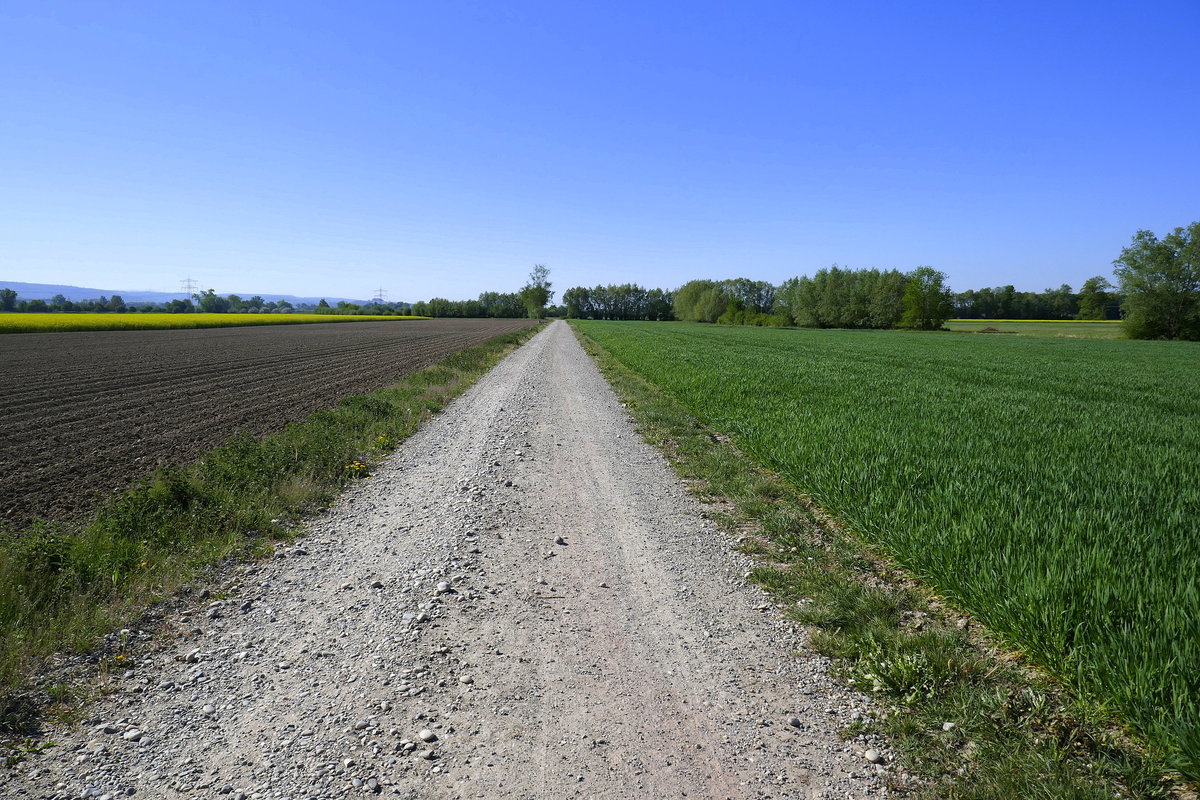 Landschaft in der Rheinebene im Ortenaukreis, April 2020