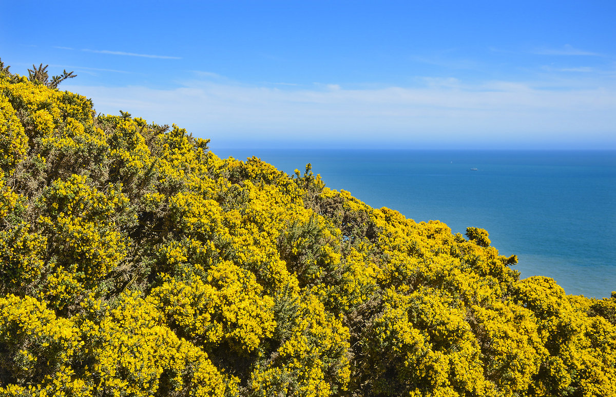 Landschaft vor Piper's Gut auf der Halbinsel von Howth (östlich von Dublin). Aufnahme: 12. Mai 2018.