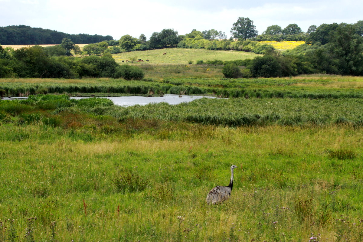 Landschaftsform im Biosphärenreservat Schaalsee mit  einheimischer  Tierart. Schlagsdorf, 26.07.2015