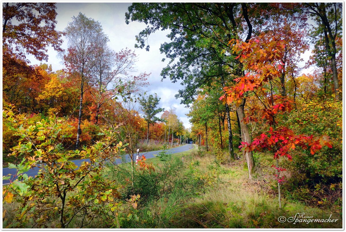 Landstraße in der Nähe von Erhorn, Lüneburger Heide. Ein wenig  Sonne musste reichen, um die bunte Farbenpracht Ende Oktober 2021 einzufangen. Auf dem Weg von Niederhaverbeck nach Wintermmoor im Heidekreis.