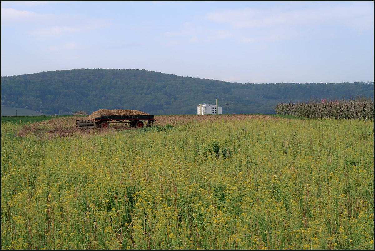 Landwirtschaft im Ballungsraum -

Das aus der Senke hervor blickende Rommelshäuser Hochhaus verortet das Bild im Mittleren Neckarraum.

17.04.2020 (M)